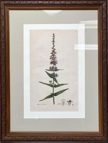 Botanical Lithograph from Flora Londinensis 1777 Lythrum Salicaria Framed