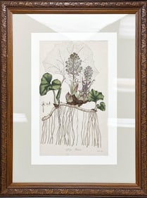Botanical Lithograph from Flora Londinensis 1777 Tufsilago Petasites Framed
