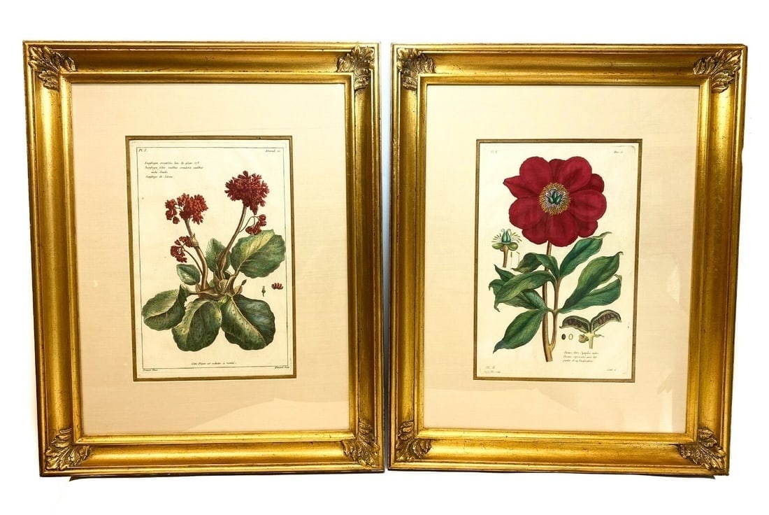 Pair Pierre Joseph Buchoz (French) Botanical Engravings, 18th Century (1 of 4)