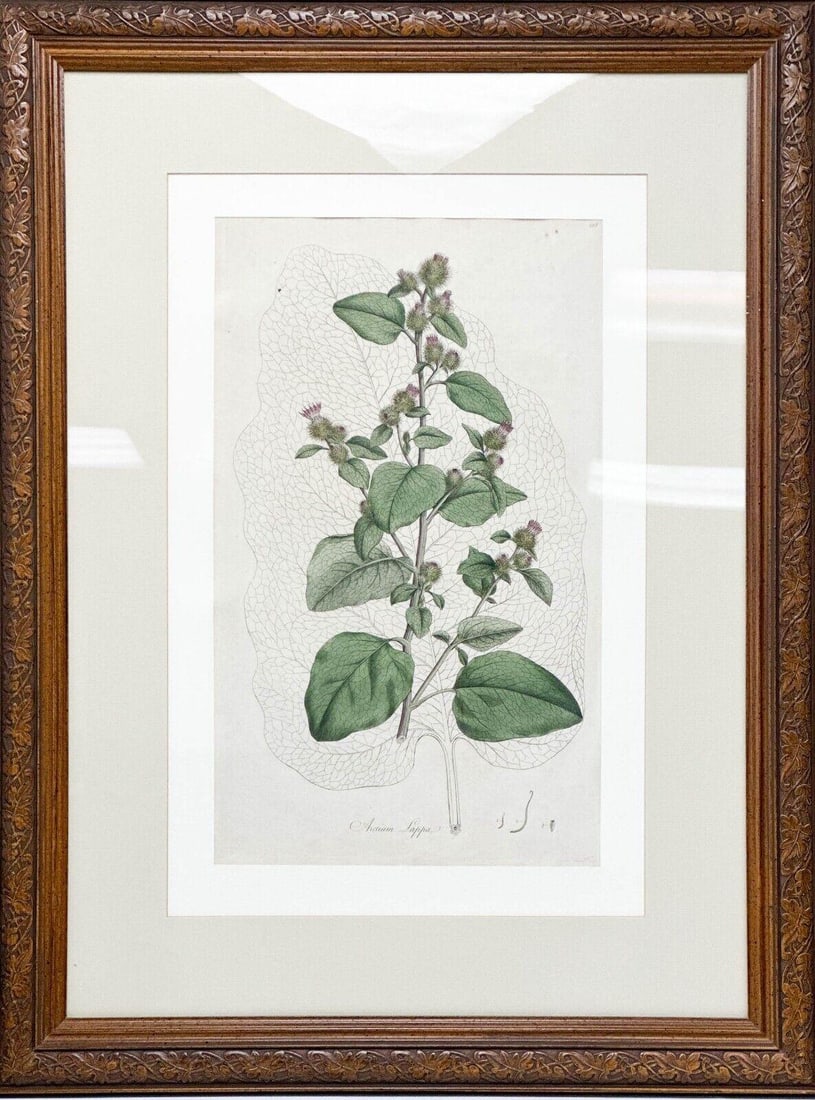 Botanical Lithograph from Flora Londinensis 1777 Arcuium Lappa Framed: Botanical Lithograph Arcuium Lappa Framed. Hand colored lithograph print, from Flora Londinensis by William Curtis, published and printed in 1777. Titled to the lower edge, numbered to the top right c