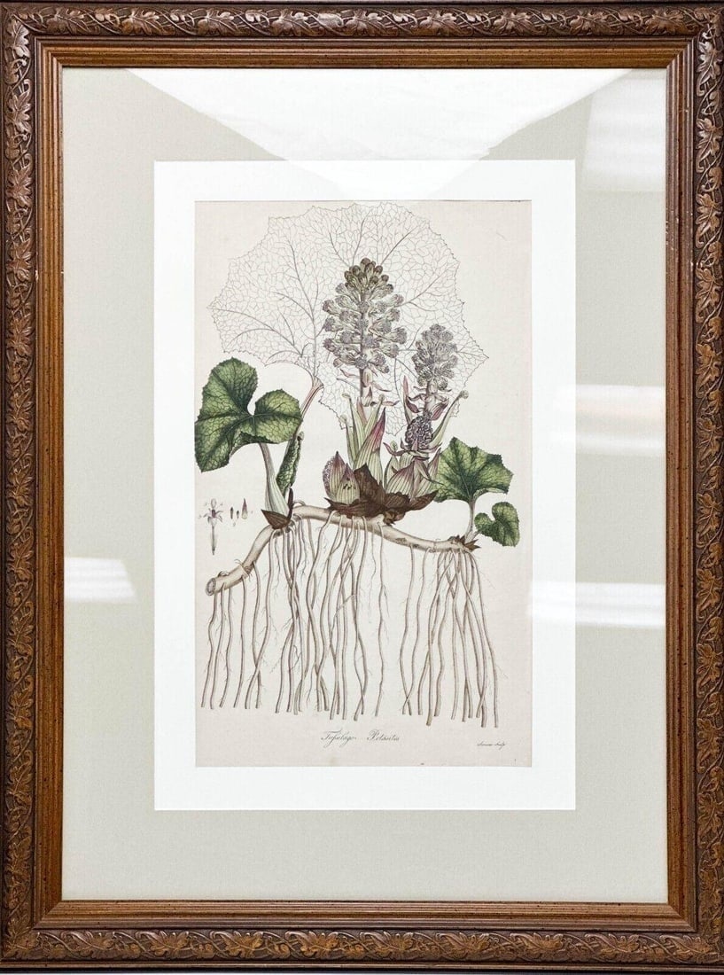 Botanical Lithograph from Flora Londinensis 1777 Tufsilago Petasites Framed (1 of 7)