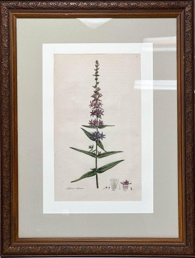 Botanical Lithograph from Flora Londinensis 1777 Lythrum Salicaria Framed: Botanical Lithograph Lythrum Salicaria Framed. Hand colored lithograph print from Flora Londinensis by William Curtis, published and printed in 1777. Titled to the lower edge, numbered to the top righ