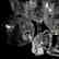 (9) Champagne Stems, Rock Crystal, Medallion Design - 4