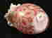 item-119537102=3