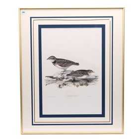 Framed And Matted Lithograph Print "Calandra Lark", Circa 1830's