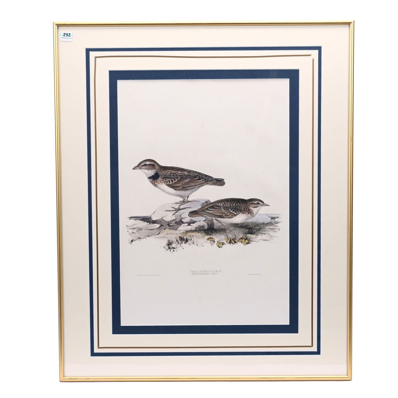 Framed And Matted Lithograph Print "Calandra Lark", Circa 1830's (1 of 4)