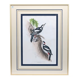 Framed And Matted Lithograph Print "Great Spotted Woodpecker", Circa 1873