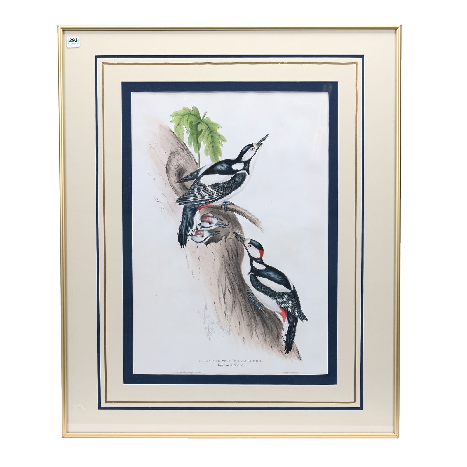 Framed And Matted Lithograph Print "Great Spotted Woodpecker", Circa 1873 (1 of 5)