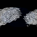 Ice Cream Tray, American Brilliant Cut Glass, Well Cut Eagle Pattern By Bergen