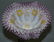 19 1/2" X 14" BRIDES BASKET - 5