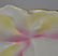 HIDDEN IMAGE BERRY SET - 5