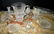 79 pieces of Waterford crystal glassware - 3