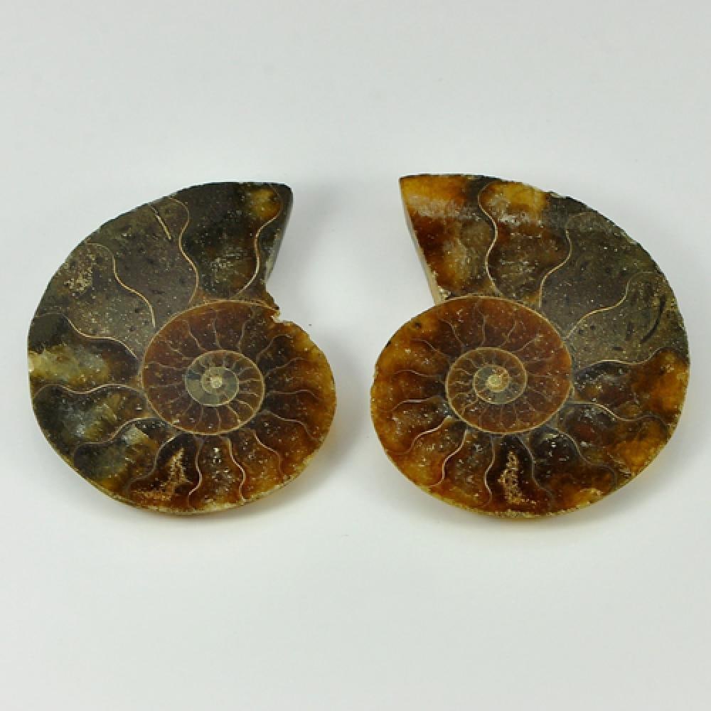 Yellow Brown Ammonite Fossil 67.06 Ct. Pair Size 38 x 32 x 5 Mm. Natural From Madagascar: Product ID: 808100047 Product Name: Natural Fossil Weight: 67.06 CT. Size: 38 x 32 x 5 MM. Shape: See As On Picture Color: Multi-Color Clarity:Opaque Luster: None Gems Origin: Madagascar Treatment: Un