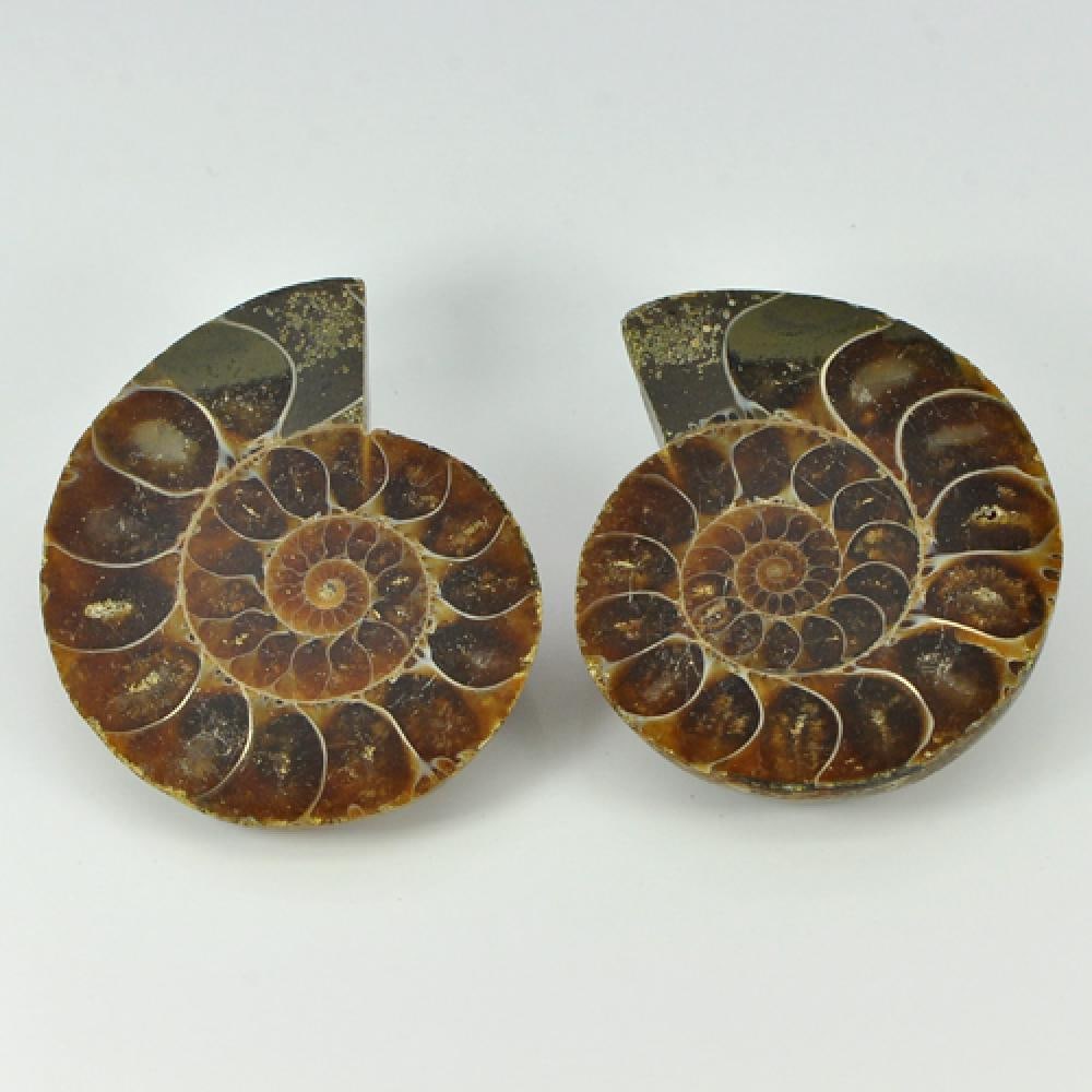 Natural Unheated Yellow Brown Ammonite Fossil 161.28 Ct. 2 Pcs. From Madagascar (1 of 3)