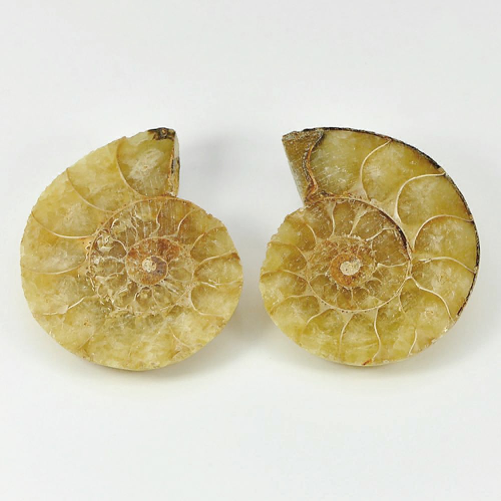 Natural Yellow Brown Ammonite Fossil 74.45 Ct. 2 Pcs. Size 33 x 28 Mm. From Madagascar (1 of 3)