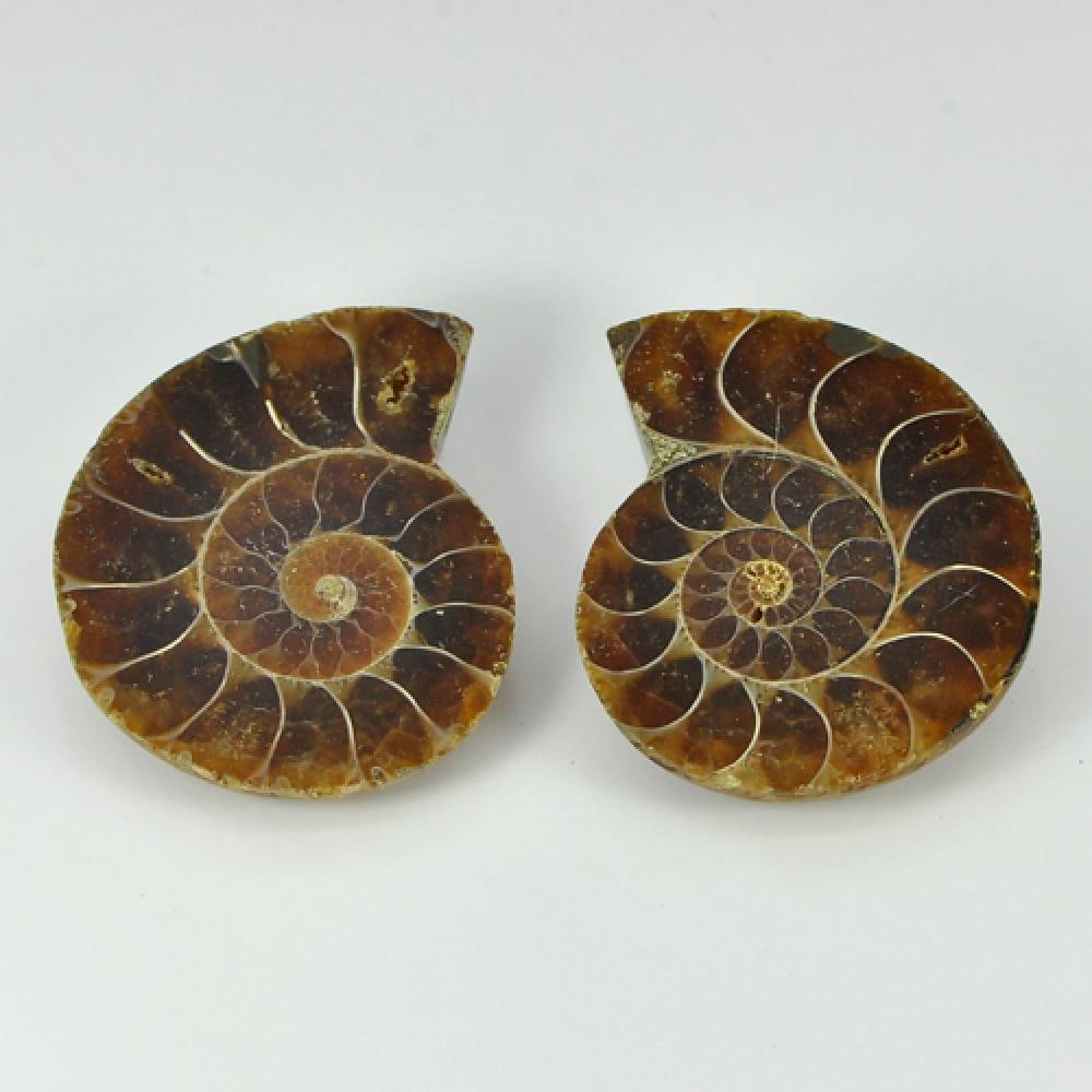 Natural Unheated Yellow Brown Ammonite Fossil 104.00 Ct. 2 Pcs. From Madagascar (1 of 3)