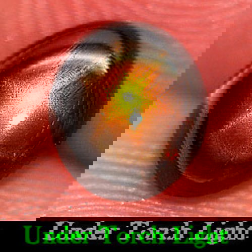 Certified Natural Golden Star Sapphire 1.83 Ct. Oval Cabochon Shape 5.73 x 6.69 Mm Gemstone From (1 of 4)