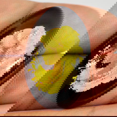 Natural Brown Yellow Amber Women In 13.78 Ct. Oval Cabochon Shape 30 x 19 Mm. Gemstone: Product ID: 819005076 Product Name: Natural Amber Weight: 13.78 CT. Size: 30 x 19 x 8 MM. Shape: Oval Cabochon Color: Yellow Clarity:Semi - Transparent Luster: Good Gems Origin: Poland Treatment: Unhe