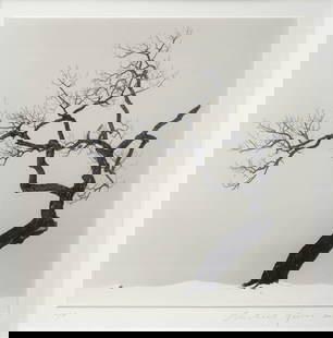Michael Kenna (British, 1953): Kussharo Lake Tree, Study 1, Kotan, Hokkaido, Japan - 2002 Silverprint, 19,4 x 20 cm Signed and dated lower right on the mount Edition number lower left on the mount: 10/45 Provenance: Box Galerie, Br