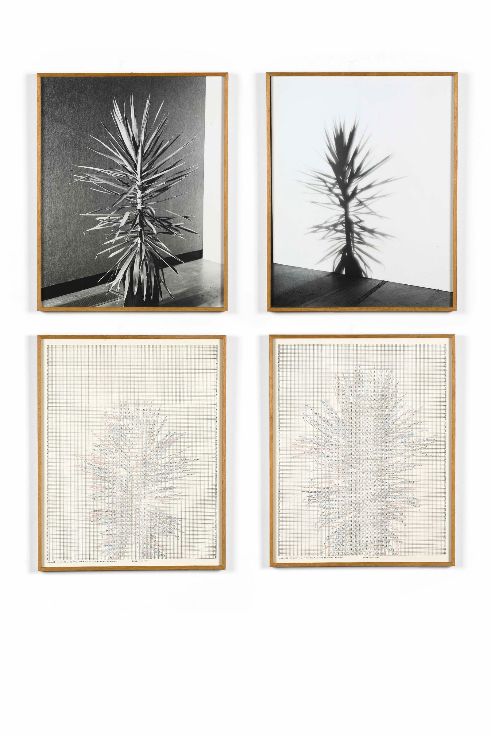 Charles Gaines (American, 1944): Shadows - 1980 Photograph (2#) and ink on paper (2#)50 x 40 cm eachBoth drawings titled, dated, and signed on the lower edgeSHADOWS IV: SET 3, IMAGE 3, ANGLE 180°, PLANT AT 0°, 90° AND 180