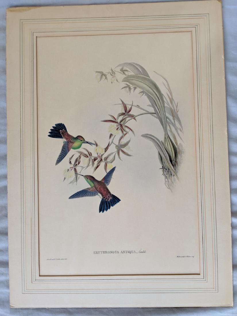 Original Antique John Gould Erythronota Antiqua Litho: Original Antique John Gould Erythronota Antiqua Hand colored Lithograph. Have more Gould lithos also up for auction. Dry mounted. Has toning and browning 16 x 22, Image: 11 5/8 x 17 1/2 Shipping in co