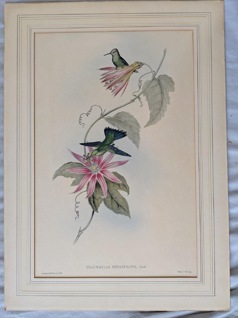 Original Antique John Gould Thaumatias Nitidifrons: Original Antique John Gould Thaumatias Nitidifrons Hand colored Lithograph. Have more Gould lithos also up for auction. Dry mounted and has toning 22 x 16, Image: 17 1/2 x 11 1/2 Shipping in continent