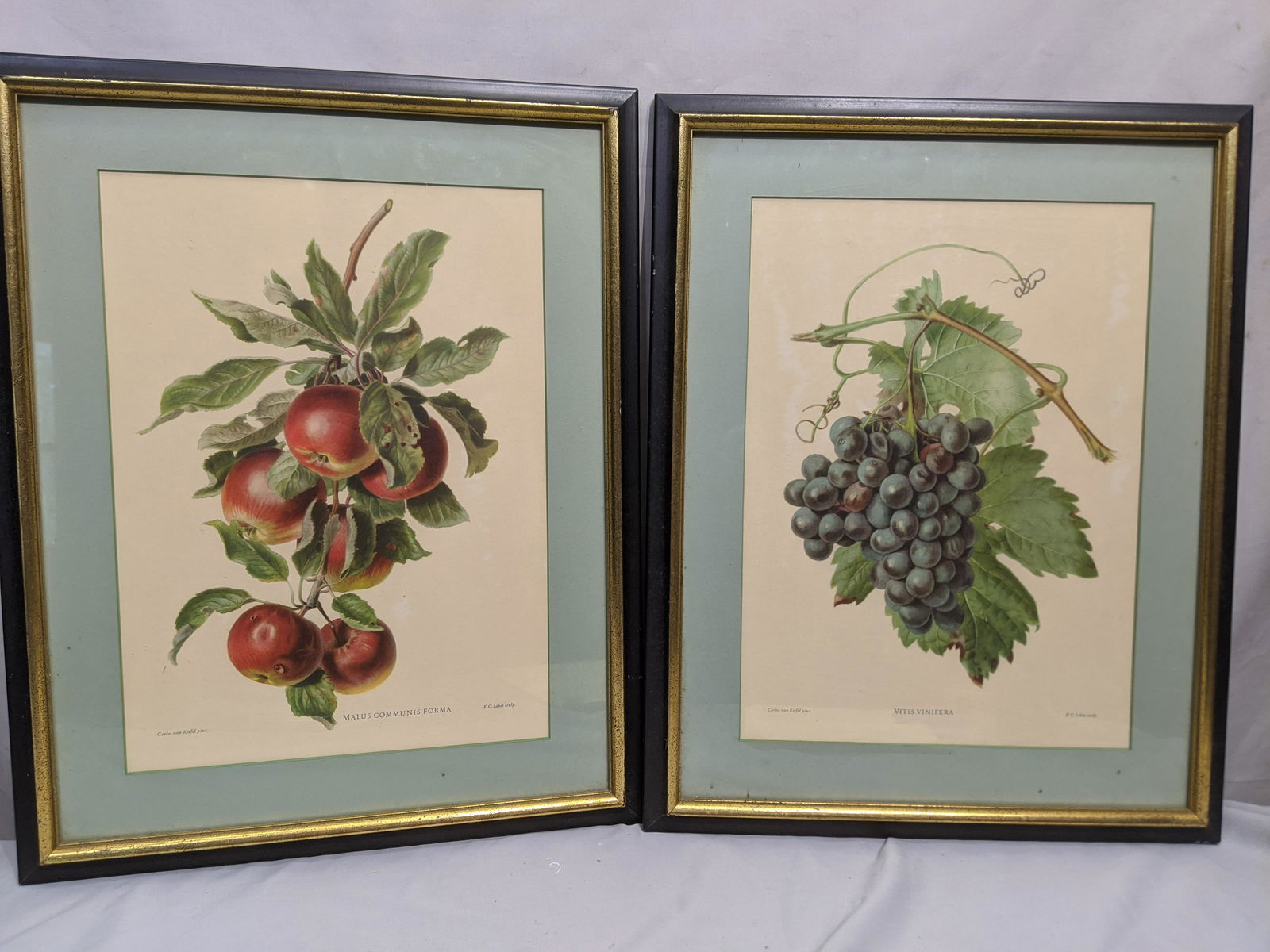 Pair Carlos Von Riefel & KG Lohse Antique Fruit (1 of 18)