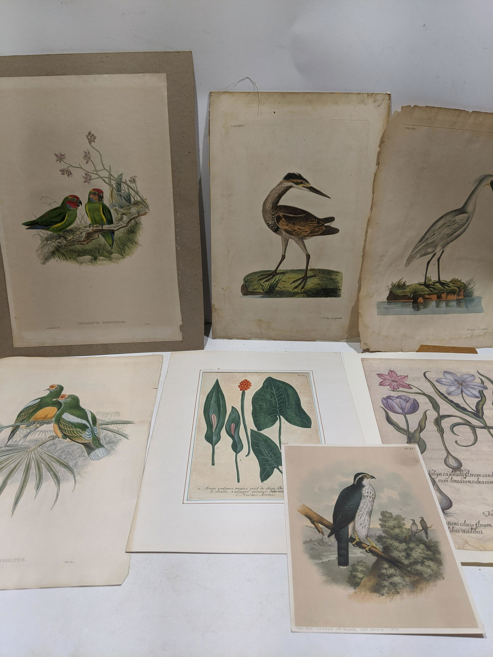 Lot 7 Antique Bird & Flower Study Prints Lithos Etching (1 of 8)