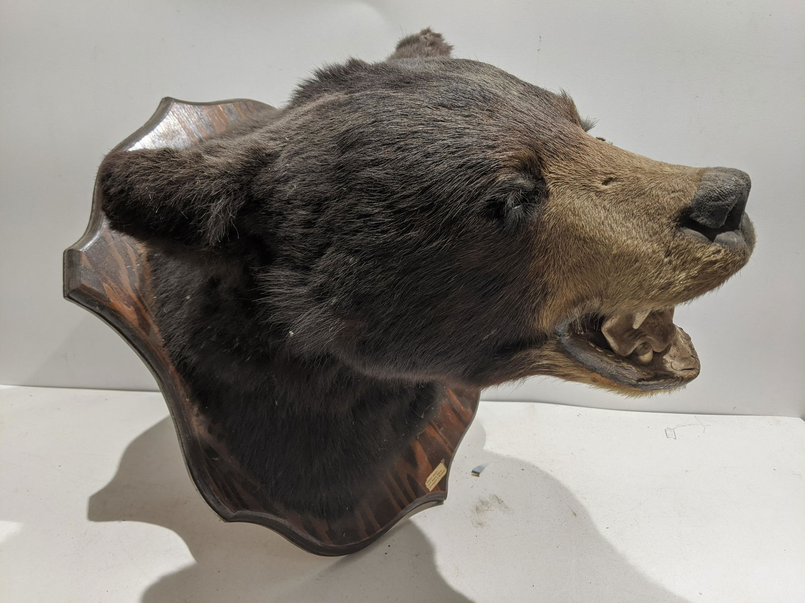 Harold Lunow Brown Bear Taxidermy Wall Mount Head (1 of 7)