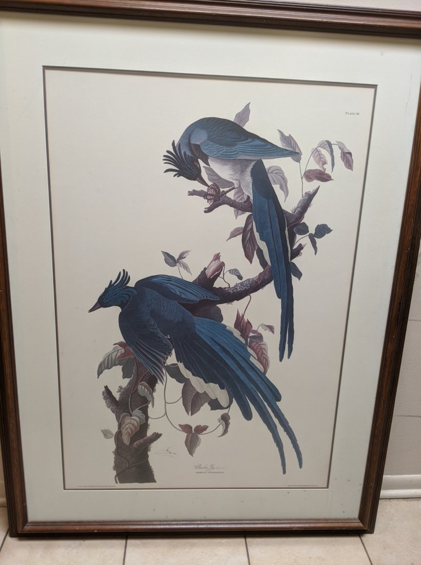 1941 Audubon Colombia Jay Large Hand Colored Engraving (1 of 12)