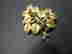 item-127756588=4