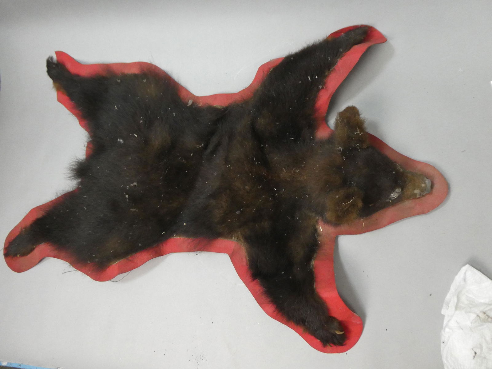 Vintage Brown Cub Cubby Bear Taxidermy (1 of 8)