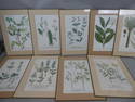 Set 9 18th Century Colored Etching Botanical Prints