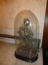 Antique French Brass Skeleton Clock w/ Glass Dome