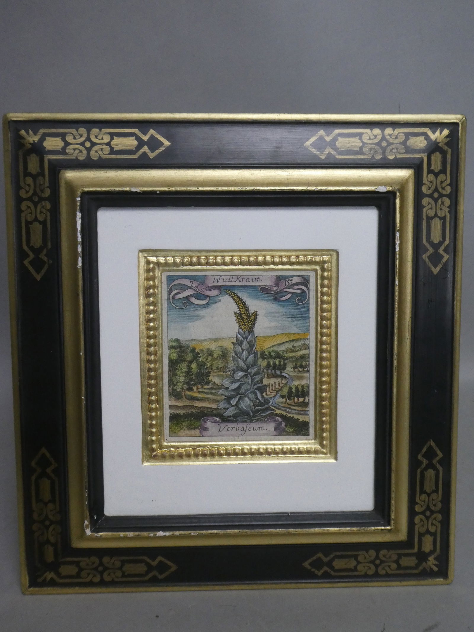 Antique 1719 Matthaeus Merian Verbafeum Botanical Hand Colored Copper plate Engraving (1 of 8)