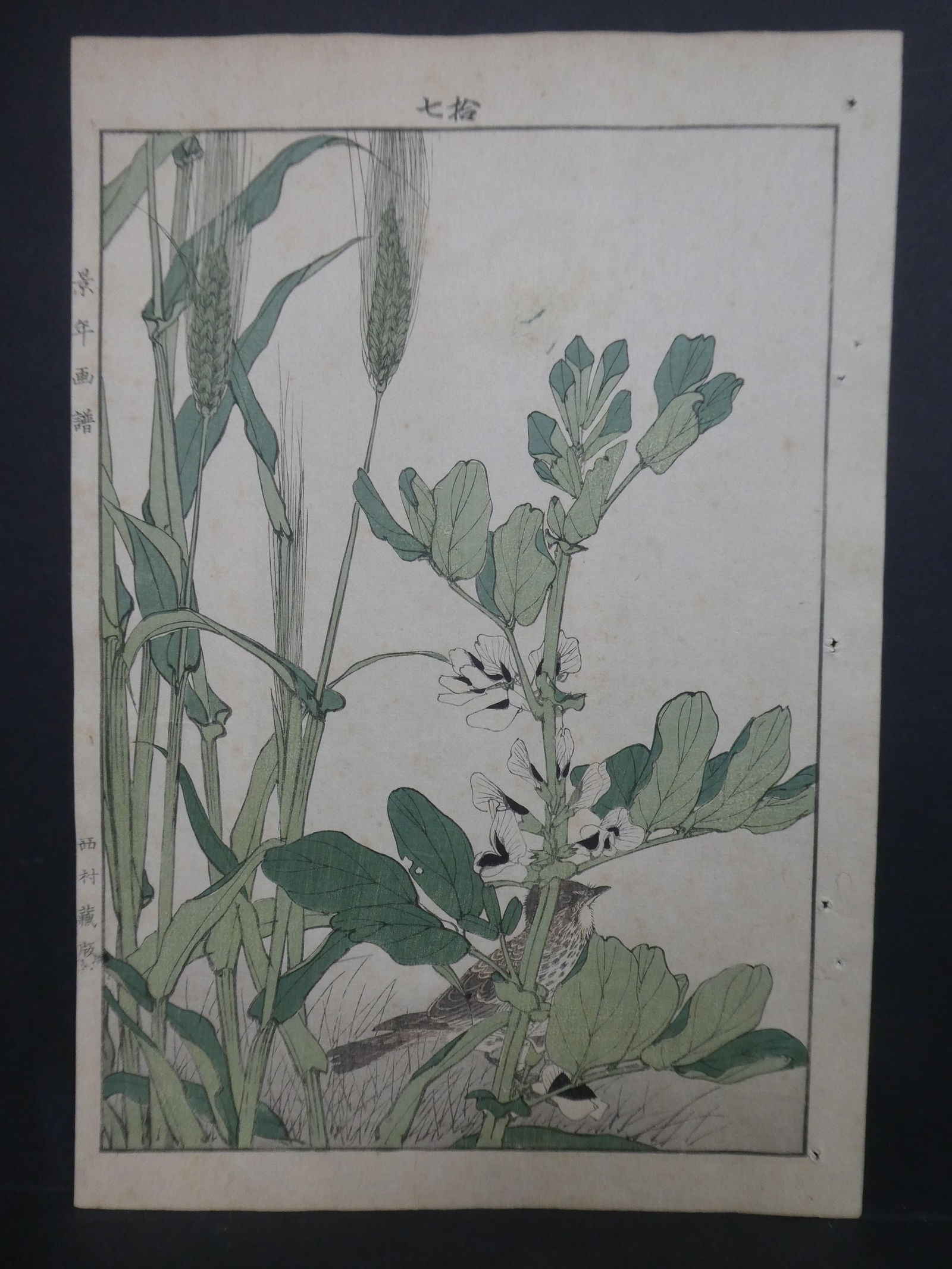 Antique Imao Keinen Japanese Woodblock Print Sparrow among World Peas & Wheat (1 of 8)
