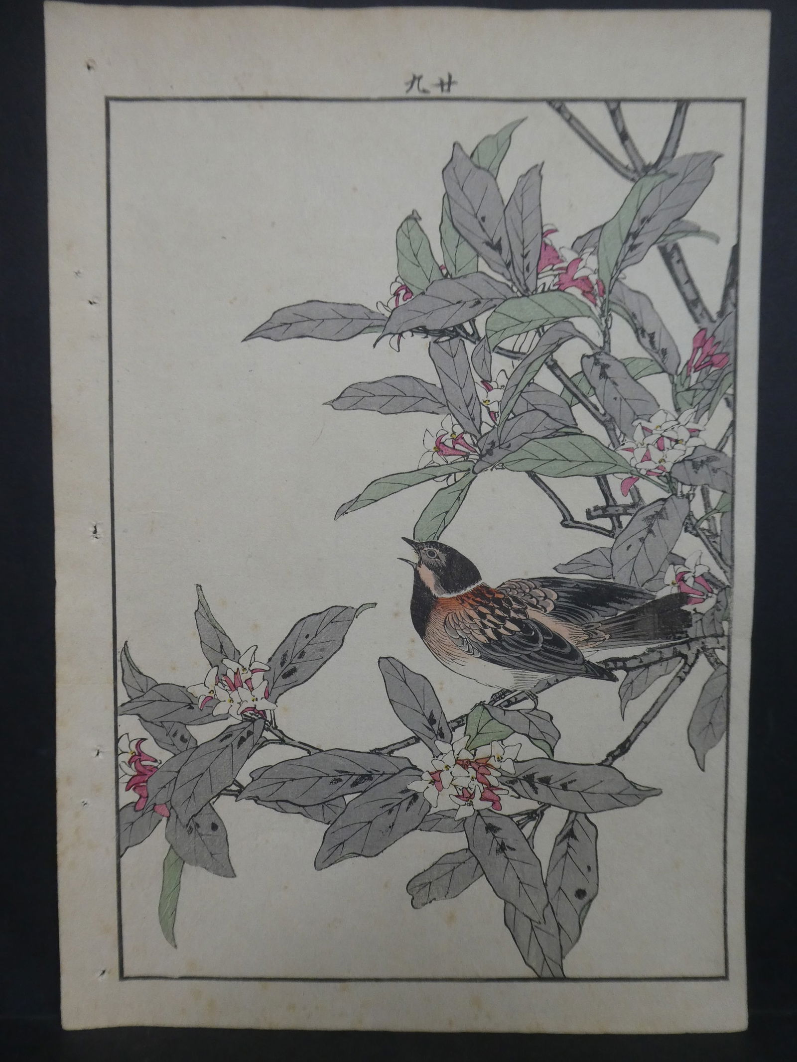 Antique Imao Keinen Japanese Woodblock Print Sparrow on Branch (1 of 8)