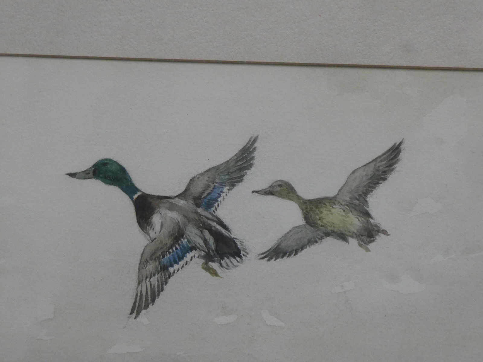 William Schmedtgen Pair of Flying Mallard Ducks Watercolor Painting LISTED ARTIST - 3
