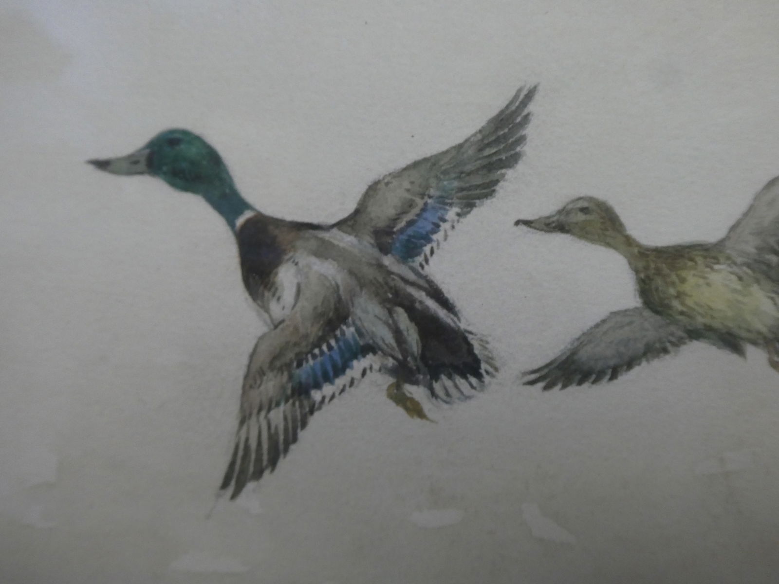 William Schmedtgen Pair of Flying Mallard Ducks Watercolor Painting LISTED ARTIST - 9