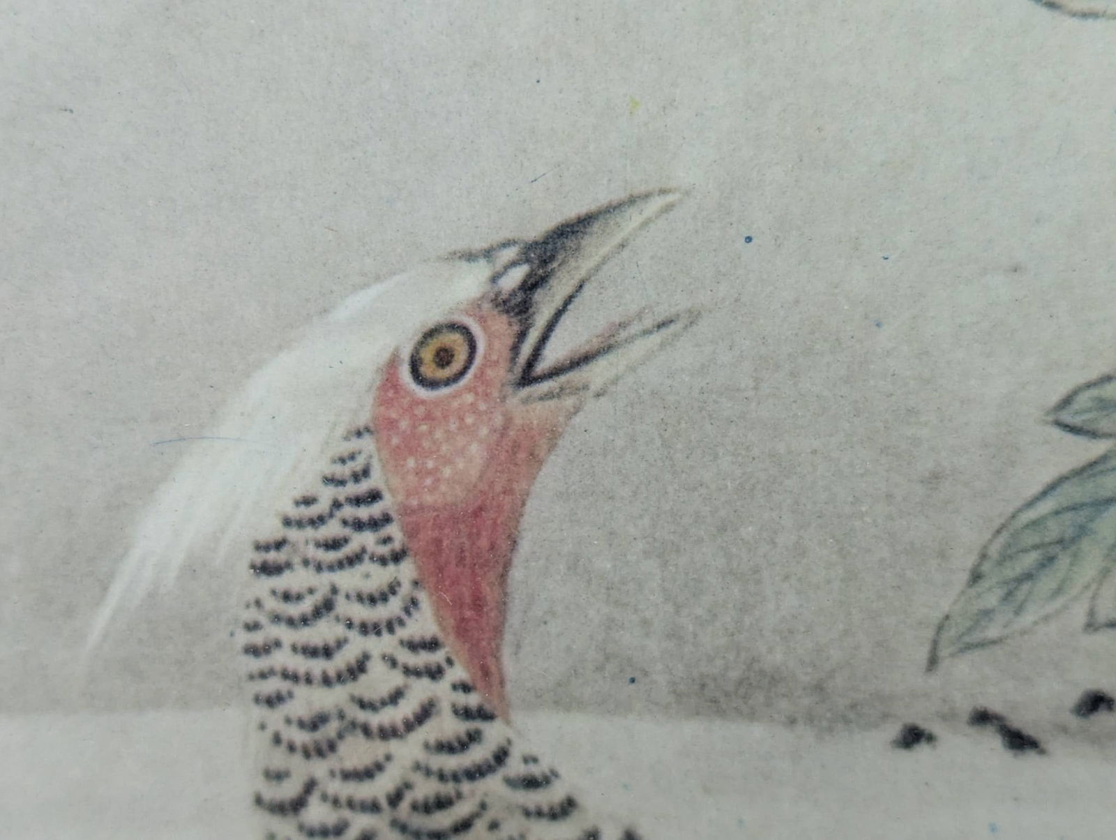 Framed Lithograph Print Depicting Flowers and Birds in a Spring Landscape by Kano Motonobu - 9