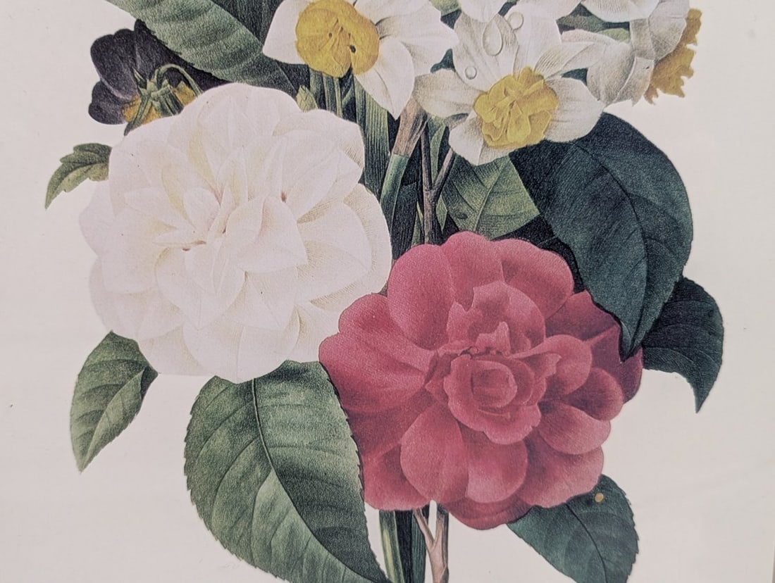 Stunning Set of P.J. Redoute Botanical Prints for Home Decor - 4