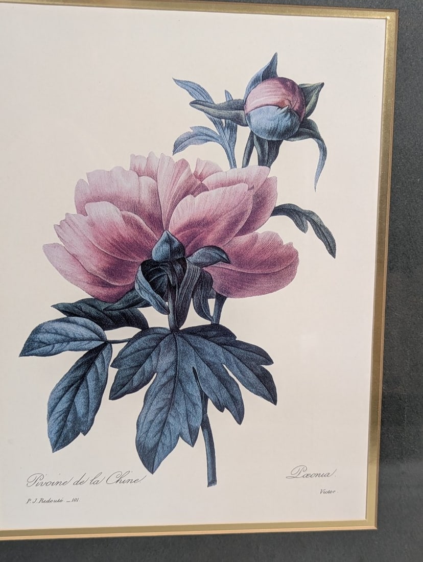 Stunning Set of P.J. Redoute Botanical Prints for Home Decor - 6