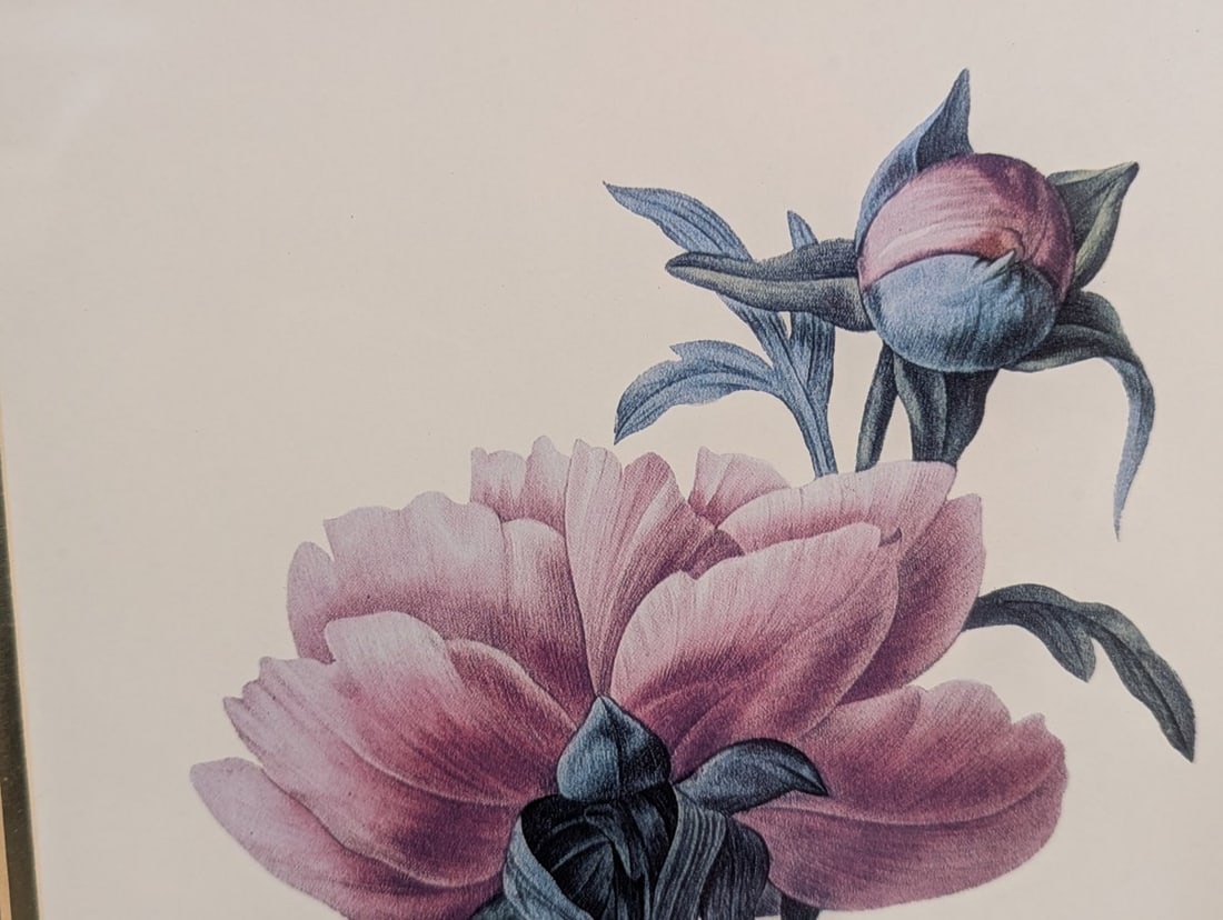 Stunning Set of P.J. Redoute Botanical Prints for Home Decor - 7