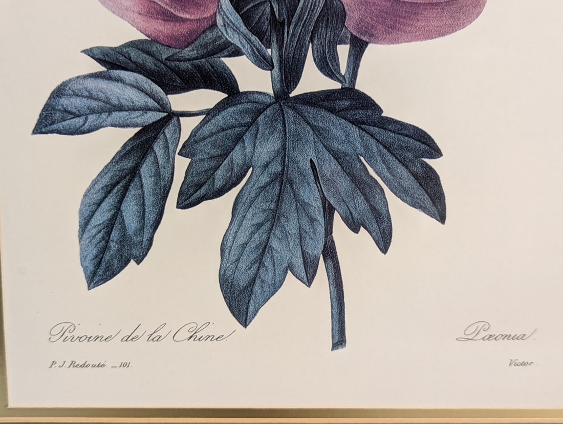 Stunning Set of P.J. Redoute Botanical Prints for Home Decor - 9
