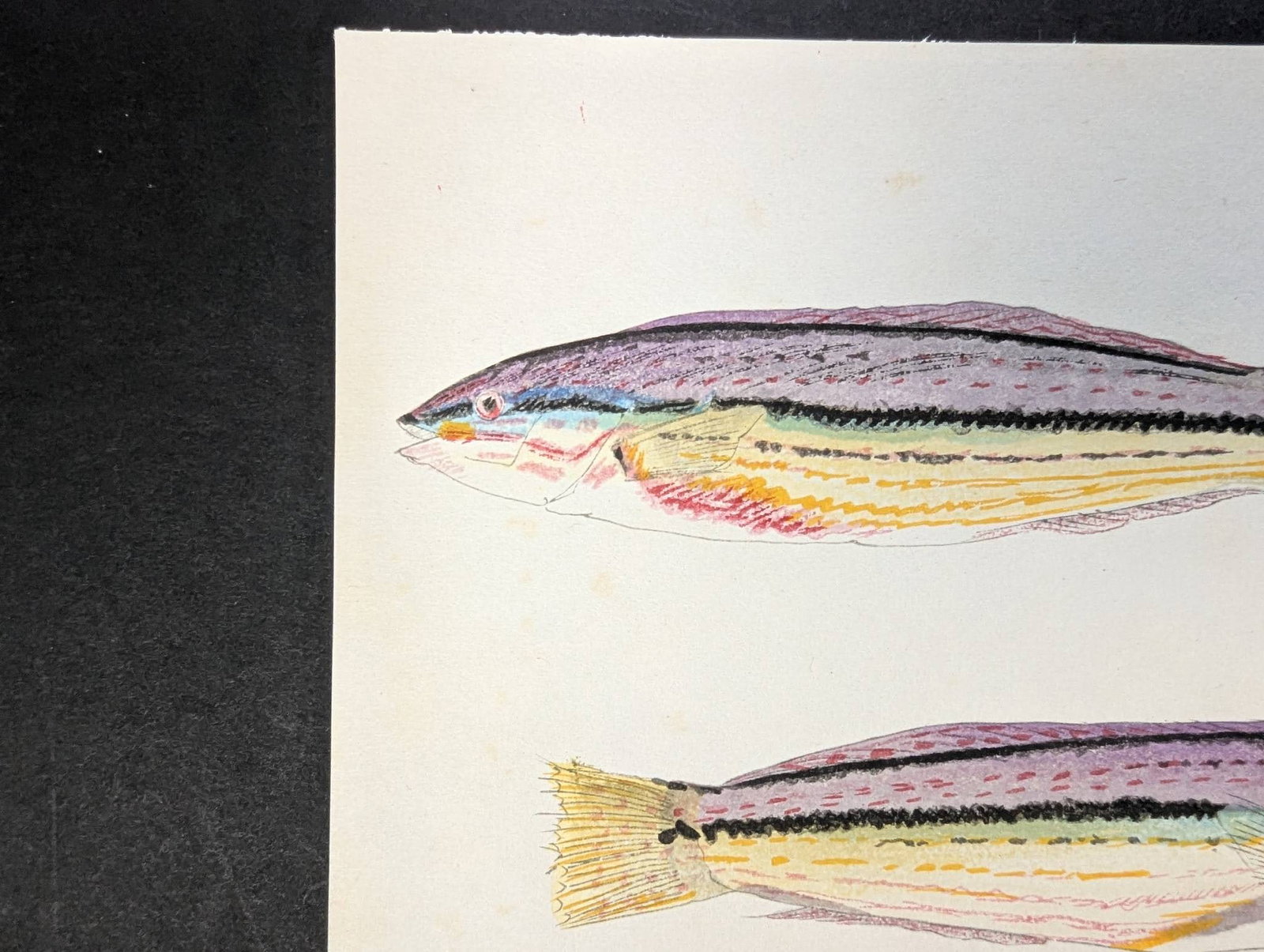 Japanese Woodblock Print by Yamaguchi Hoshun Depicting Two Fish - 2