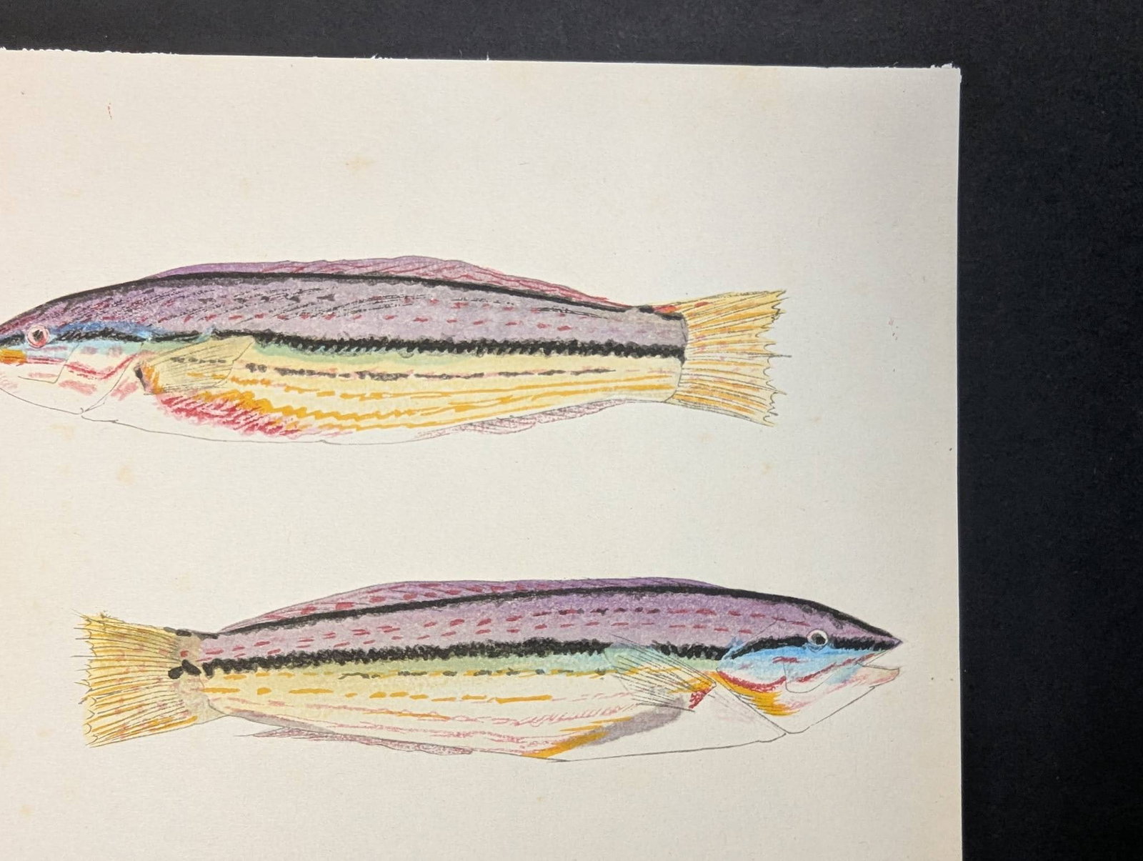 Japanese Woodblock Print by Yamaguchi Hoshun Depicting Two Fish - 3