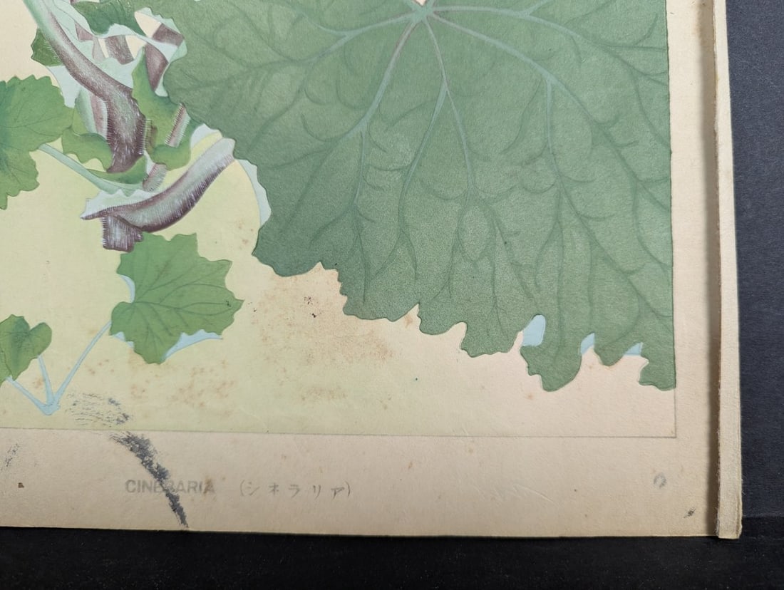 Japanese Woodblock Print by Rakuzan Tsuchiya Cineraria Floral Art - 10