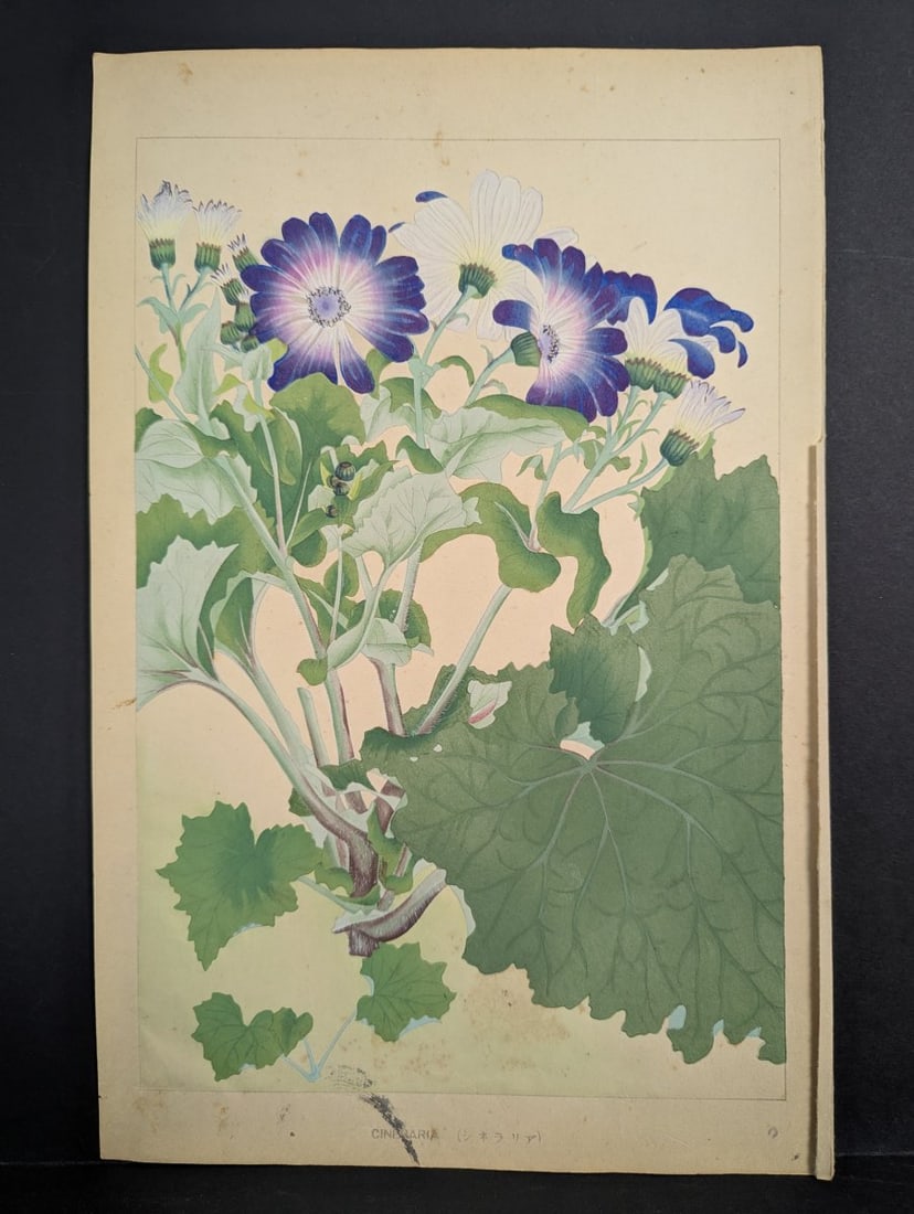 Japanese Woodblock Print by Rakuzan Tsuchiya Cineraria Floral Art: **Important** Please read below description on how to avoid high shipping costs. This beautiful Japanese woodblock print titled 'Cineraria' (ã‚·ãƒãƒ©