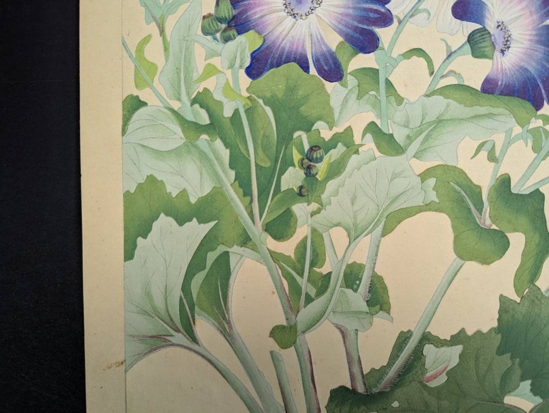 Japanese Woodblock Print by Rakuzan Tsuchiya Cineraria Floral Art - 2