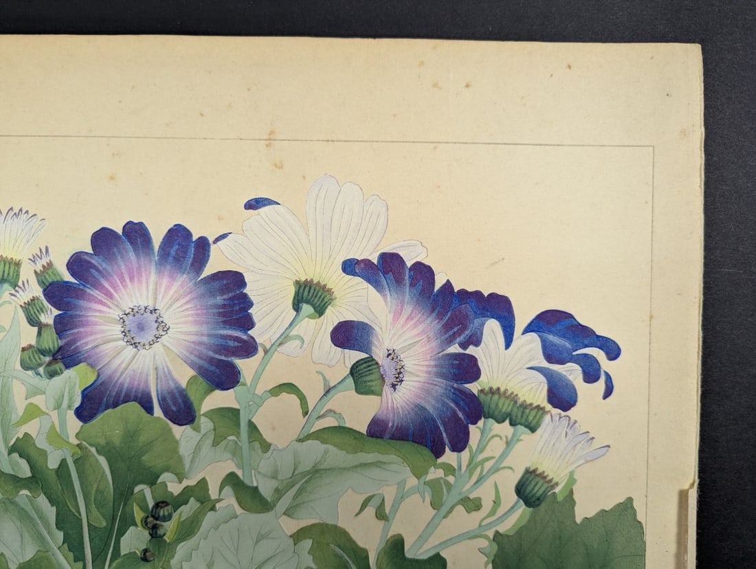 Japanese Woodblock Print by Rakuzan Tsuchiya Cineraria Floral Art - 3